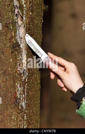 Norwegen-Fichte (Picea Abies), kid Kratzer Baumharz mit einem Taschenmesser aus einer Fichte Stamm, Deutschland Stockfoto