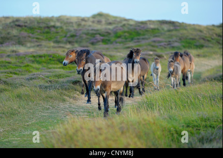 inländische Pferd (Equus Przewalskii F. Caballus), Exmoor-Pony-Herde zu Fuß durch eine Wiese in den Dünen, Norden der Niederlande, Niederlande, Texel, Niederlande Stockfoto