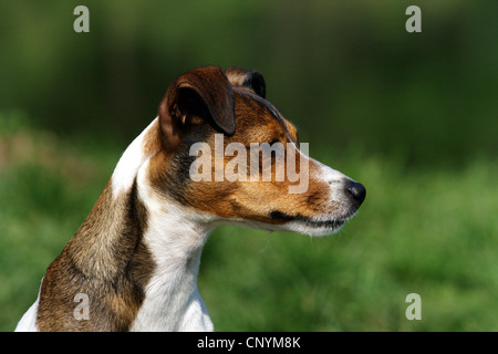 Jack Russell Terrier (Canis Lupus F. Familiaris), Porträt, Deutschland Stockfoto