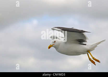 weniger schwarz-unterstützte Möve (Larus Fuscus), fliegen vor Wolkenhimmel, Norden der Niederlande, Niederlande, Texel, Niederlande Stockfoto