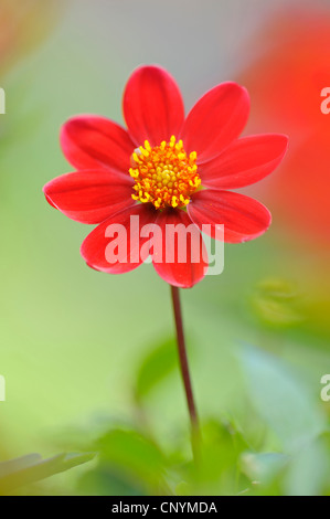 Georgina (Dahlia spec.), mit roter Blüte Stockfoto