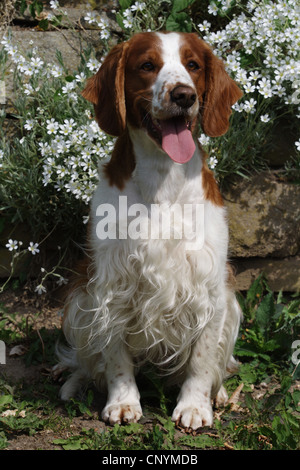 Welsh Springer Spaniel (Canis Lupus F. Familiaris), sitzen vor einer Wand Stockfoto