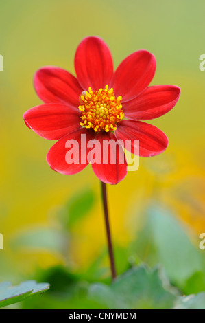 Georgina (Dahlia spec.), mit roter Blüte Stockfoto