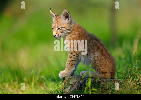 Eurasischer Luchs (Lynx Lynx), junges Tier sitzt auf einem Baumstumpf Stockfoto