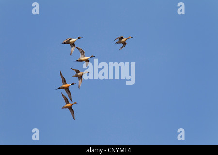 nördliche Pintail (Anas Acuta), fliegen, Deutschland, Schleswig-Holstein Stockfoto