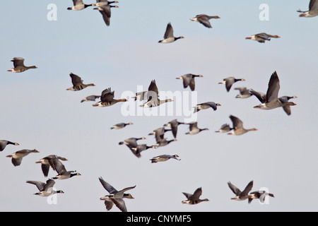 Weißwangengans (Branta Leucopsis), Herde von White – Anser Gans, Graugans und Nonnengans, Deutschland, Schleswig-Holstein Stockfoto