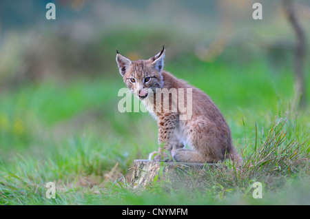 Eurasischer Luchs (Lynx Lynx), junges Tier sitzt auf einem Baumstumpf leckt seine Nase Stockfoto