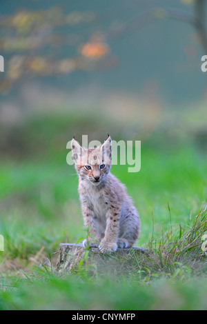 Eurasischer Luchs (Lynx Lynx), junges Tier sitzt auf einem Baumstumpf Stockfoto