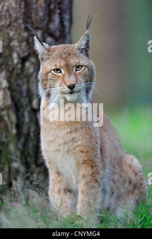 Eurasischer Luchs (Lynx Lynx), sitzt an einem Baum, Deutschland, NRW, Wildgeheges Stockfoto