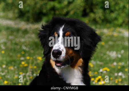 Berner Sennenhund (Canis Lupus F. Familiaris), 5 Monate alten Berner Sennenhund, Porträt, Deutschland Stockfoto