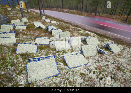 Rentier Flechten, Rentier Moos (Cladonia Rangifera), geerntet in Körbe für Floristen Markt von Waldboden am Straßenrand, Norwegen, Hedmark Stockfoto