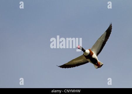 gemeinsamen Brandgans (Tadorna Tadorna), männliche von unten, Deutschland, Schleswig-Holstein Stockfoto