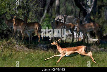 Impala (Aepyceros Melampus), ein Tier läuft vor einer Herde ruht im Schatten der Bäume, Botswana, Moremi Game Reserve Stockfoto