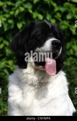 Landseer (Canis Lupus F. Familiaris), Hecheln, Deutschland Stockfoto