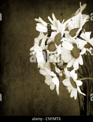 Altes Grunge Bild von Daisy Blumen Blumenstrauß isoliert auf schmutzigen Wand Hintergrund, Sepia getönt Stockfoto