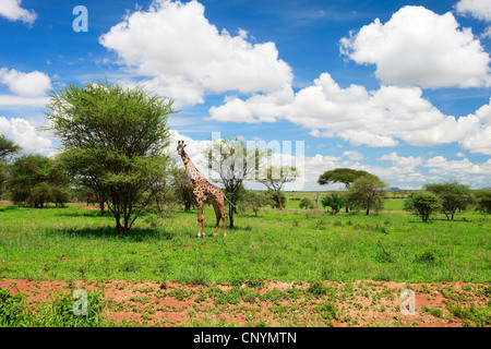 Giraffe (Giraffa Plancius), Tansania, Tarangire-Nationalpark Stockfoto