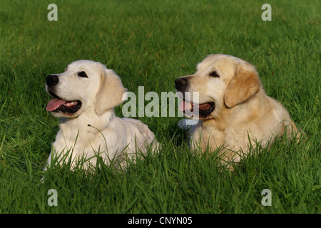 Golden Retriever (Canis Lupus F. Familiaris), zwei Hunde liegen auf einer Wiese, Deutschland Stockfoto