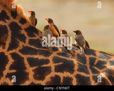 Giraffe (Giraffa Plancius), rot-billed Oxpecker Sitzung einer Giraffe, Tansania, Ngorongoro Conservation Area Stockfoto