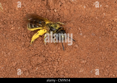 Schweiß der Biene, die europäischen Halictid Biene (Früchte spec.), sitzen auf dem Boden, Deutschland Stockfoto