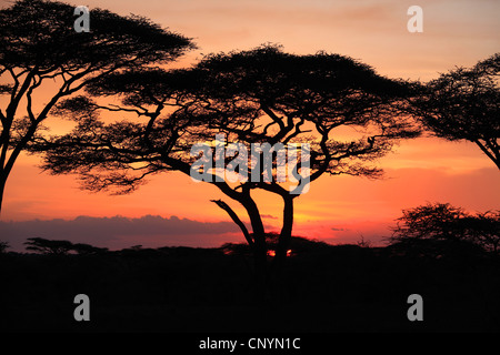 Camel Thorn im Sonnenuntergang, Tansania, Ngorongoro Conservation Area Stockfoto