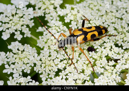 Spotted Longhorn, gelb-schwarz Longhorn Beetle (Strangalia Maculata, Stenurella Maculata, Leptura Maculata, Rutpela Maculata), auf weiße Doldengewächse Blumen, Deutschland Stockfoto