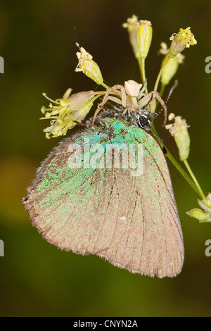 Krabbenspinne (Thomisus Onustus), auf einer Blume mit Gefangenen grünen Zipfelfalter Callophrys Rubi, Deutschland Stockfoto