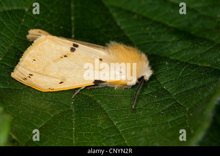 Buff Ermine Moth (Spilosoma Lutea, Spilosoma Luteum, Spilarctia Lutea), sitzt auf einem Blatt, Deutschland Stockfoto