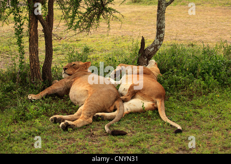 Löwe (Panthera Leo), zwei schlafenden Löwen, Tansania, Ngorongoro Conservation Area Stockfoto