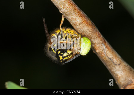 gemeinsamen Wespe (Vespula Vulgaris, Paravespula Vulgaris), ernähren sich von einem Gefangenen Spinne, Deutschland Stockfoto