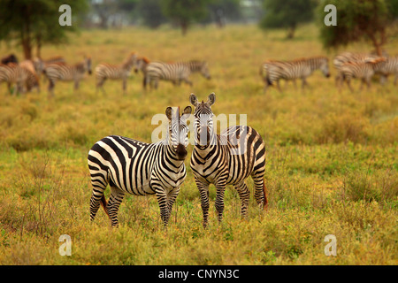 Böhm Zebra, Grant-Zebra (Equus Quagga Boehmi, Equus Quagga Granti), zwei Zebras stehen in der Savanne, Tansania, Serengeti Stockfoto