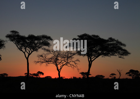 Bäume in den Sonnenuntergang, Tansania, Tarangire-Nationalpark Serengeti Stockfoto