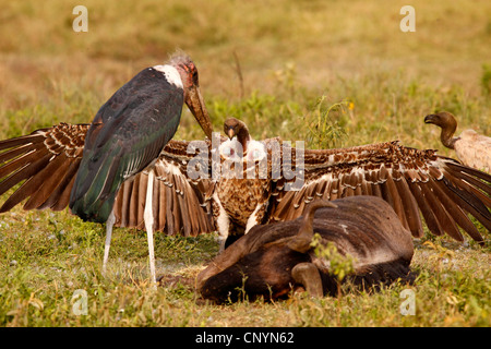 Ruppel Griffon, Rueppells Gänsegeier (abgeschottet Rueppelli), mit Marabou Storch Fütterung auf einen Toten Büffel, Tansania, Ngorongoro Conservation Area Stockfoto