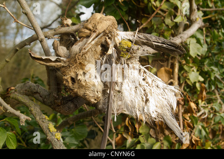 Neugier der Toten Kaninchen offenbar verschmolzen mit Vogel im Wald in Blaxhall Suffolk Stockfoto