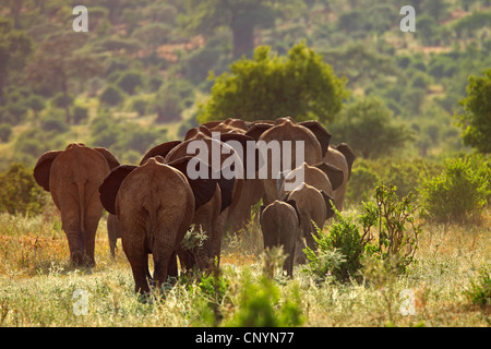 Afrikanische Savanne Elefant, Afrikanischer Elefant (Loxodonta Africana Oxyotis), Herde Elefanten von hinten, Tansania, Tarangire-Nationalpark Stockfoto