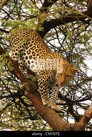 Leopard (Panthera Pardus), Klettern auf den Baum, Tansania, Ngorongoro Conservation Area Stockfoto