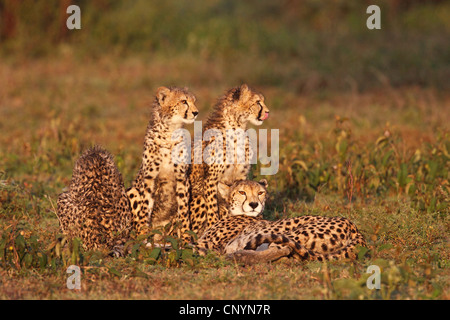 Gepard (Acinonyx Jubatus), Gepard mit Welpen im Abendlicht, Tansania, Ngorongoro Conservation Area Stockfoto