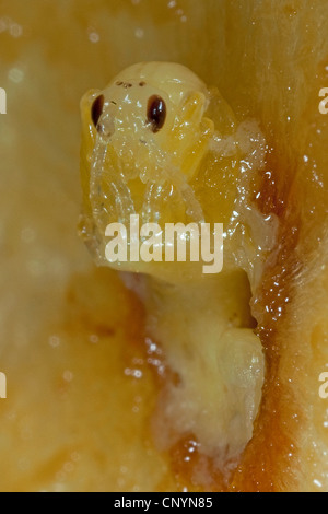Gemeinsamen Eiche Gallwasp, Eichenblatt Kirsche-Gall Cynipid, Cherry Gall (Cynips Quercusfolii), Querschnitt von Gall mit Puppe, Deutschland Stockfoto