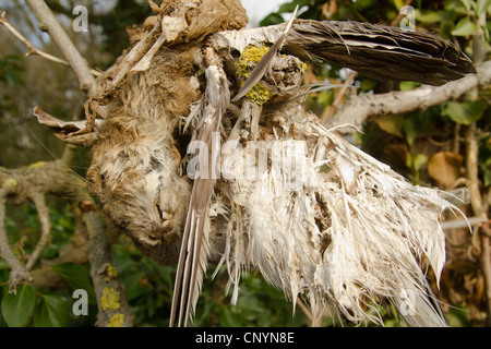 Neugier der Toten Kaninchen offenbar verschmolzen mit Vogel im Wald in Blaxhall Suffolk Stockfoto