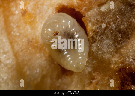 Gemeinsamen Eiche Gallwasp, Eichenblatt Kirsche-Gall Cynipid, Cherry Gall (Cynips Quercusfolii), Querschnitt von Gall mit Puppe, Deutschland Stockfoto