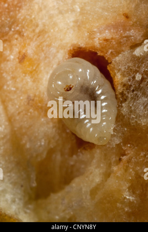 Gemeinsamen Eiche Gallwasp, Eichenblatt Kirsche-Gall Cynipid, Cherry Gall (Cynips Quercusfolii), Querschnitt von Gall mit Puppe, Deutschland Stockfoto