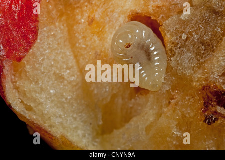 Gemeinsamen Eiche Gallwasp, Eichenblatt Kirsche-Gall Cynipid, Cherry Gall (Cynips Quercusfolii), Querschnitt von Gall mit Puppe, Deutschland Stockfoto