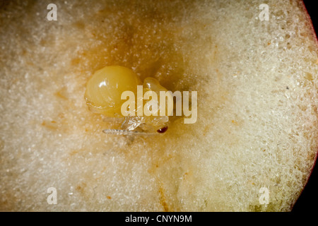 Gemeinsamen Eiche Gallwasp, Eichenblatt Kirsche-Gall Cynipid, Cherry Gall (Cynips Quercusfolii), Querschnitt von Gall mit Puppe, Deutschland Stockfoto