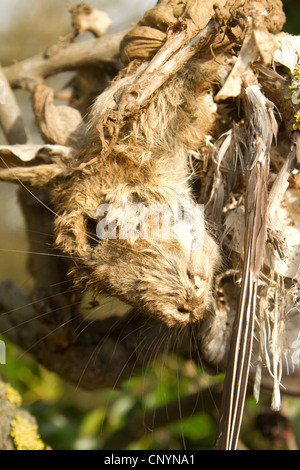 Neugier der Toten Kaninchen offenbar verschmolzen mit Vogel im Wald in Blaxhall Suffolk Stockfoto