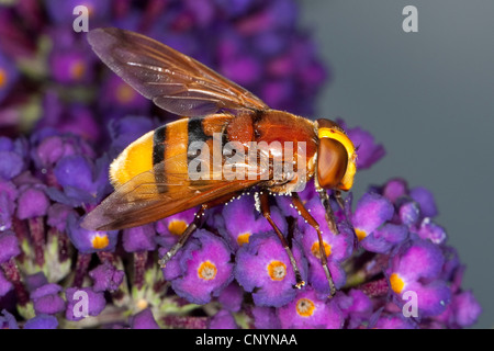 Hornet mimischen Hoverfly (Volucella Zonaria), Buddleja, Deutschland Stockfoto