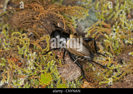 Field Cricket (Gryllus Campestris), Weiblich, Deutschland Stockfoto