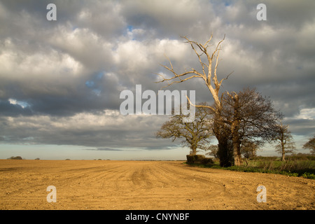 Acker im Dorf Blaxhall in Suffolk im April Vereinigtes Königreich Stockfoto