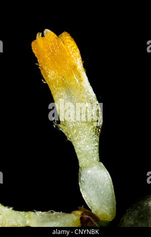 gemeinsamen Daisy, Rasen Daisy, englische Gänseblümchen (Bellis Perennis), isolierte röhrenförmigen Blume, Deutschland Stockfoto