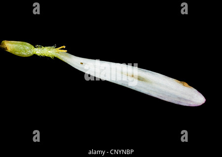 gemeinsamen Daisy, Rasen Daisy, englische Gänseblümchen (Bellis Perennis), isolierte zungenförmig Blume, Deutschland Stockfoto