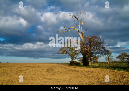 Acker im Dorf Blaxhall in Suffolk im April Vereinigtes Königreich Stockfoto