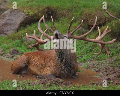 Rothirsch (Cervus Elaphus), liegend in einem Schlammloch Dröhnen, Deutschland Stockfoto